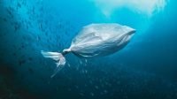 Mikroplastik